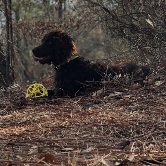 Meet your Posher, Hollie - Picture 1 of 1